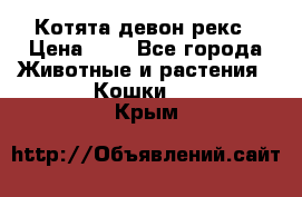 Котята девон рекс › Цена ­ 1 - Все города Животные и растения » Кошки   . Крым